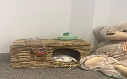 Dwarf Lop rabbits for sale: White Dwarf Llop - Image 7