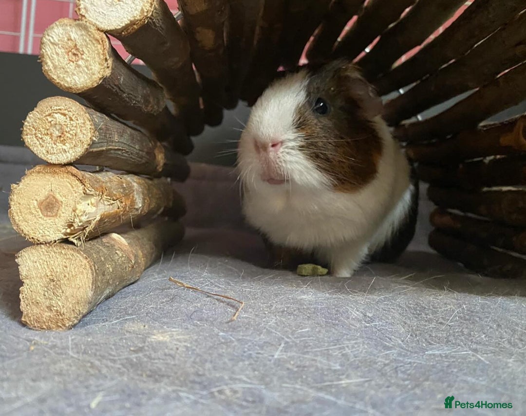 Guinea Pig rodents for sale: Macao and Midas  - Image 6