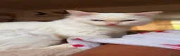 Ragdoll cats for sale: 6 month old flame point ragdoll  - Advert 8