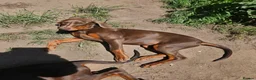 Dobermann dogs for sale: 🐕🐾 World Champion Bloodline female. 🏆 🐾 - Advert 4