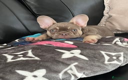 French Bulldog dogs for sale: French bulldog  - Image 3