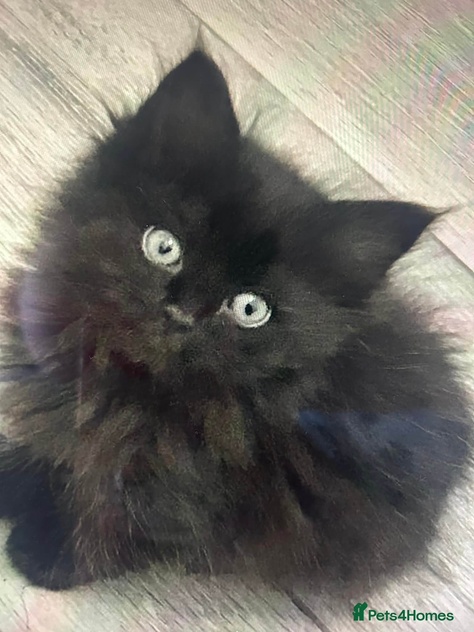 Persian cats 2 persian for sale - Advert 8
