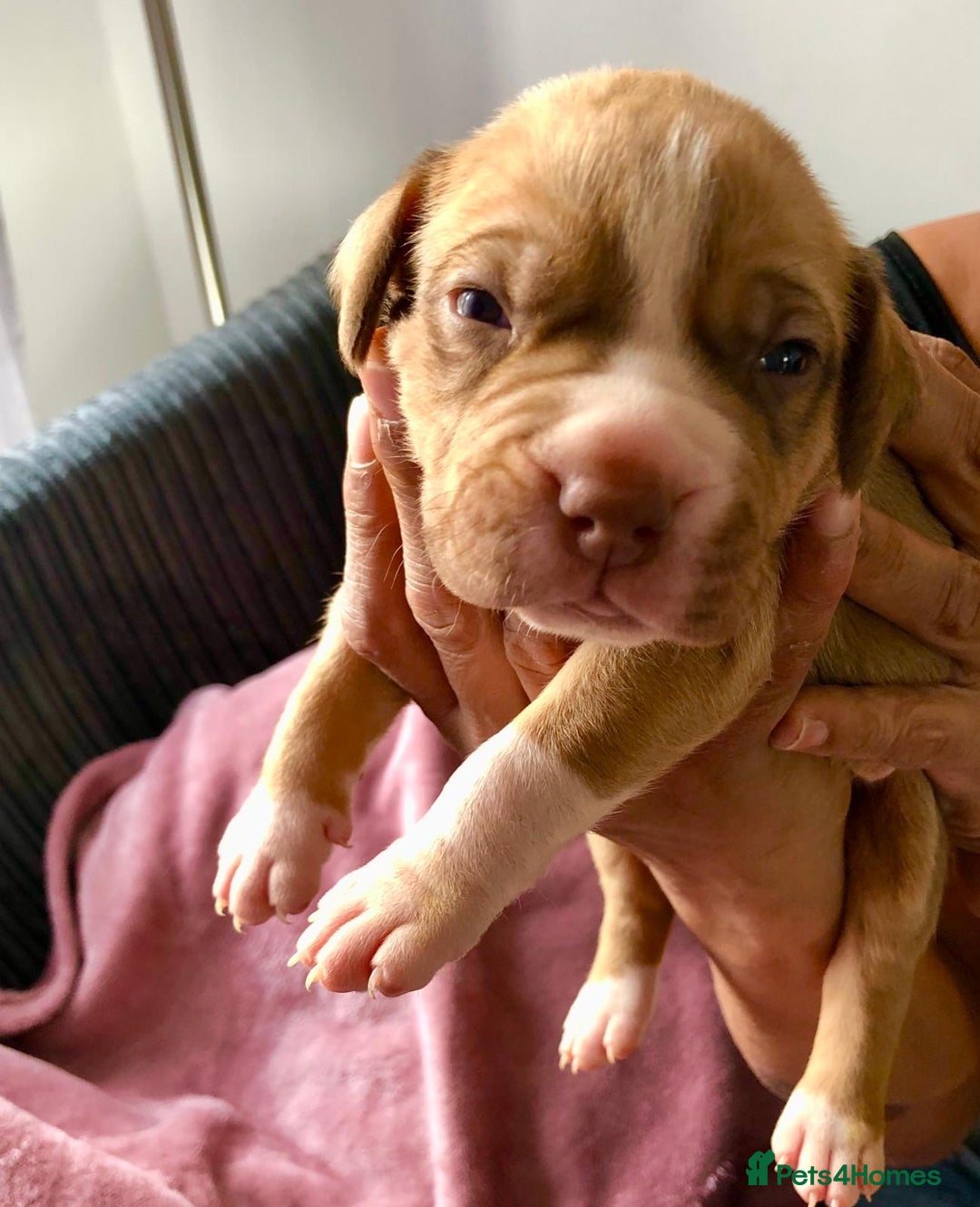 Mixed Breed dogs for sale: American bulldogs  - Image 22