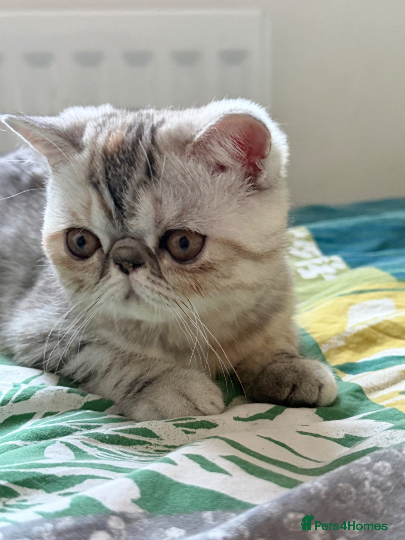 Exotic cats Gorgeous GCCF reg. kittens from Champions parents  - Advert 7