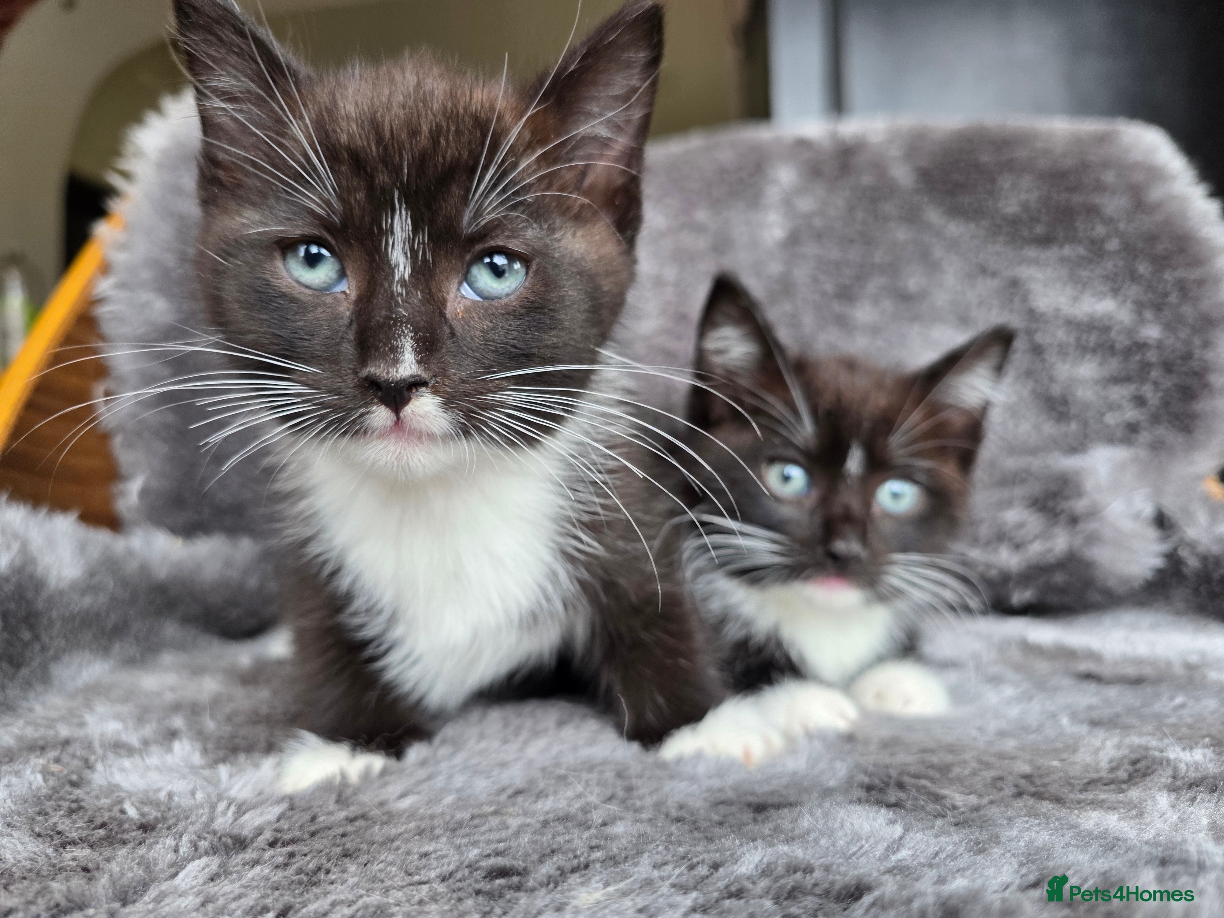 Ragdoll cats Two male kittens  - Advert 3