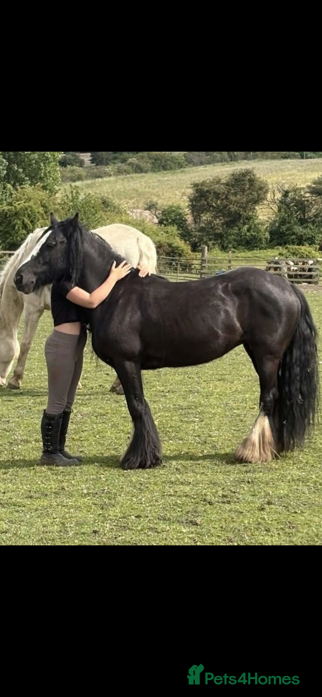 Irish Cob horses for sale: Annie  - Advert 1