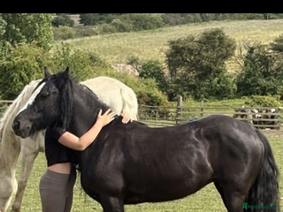 Irish Cob horses Annie - Advert 15