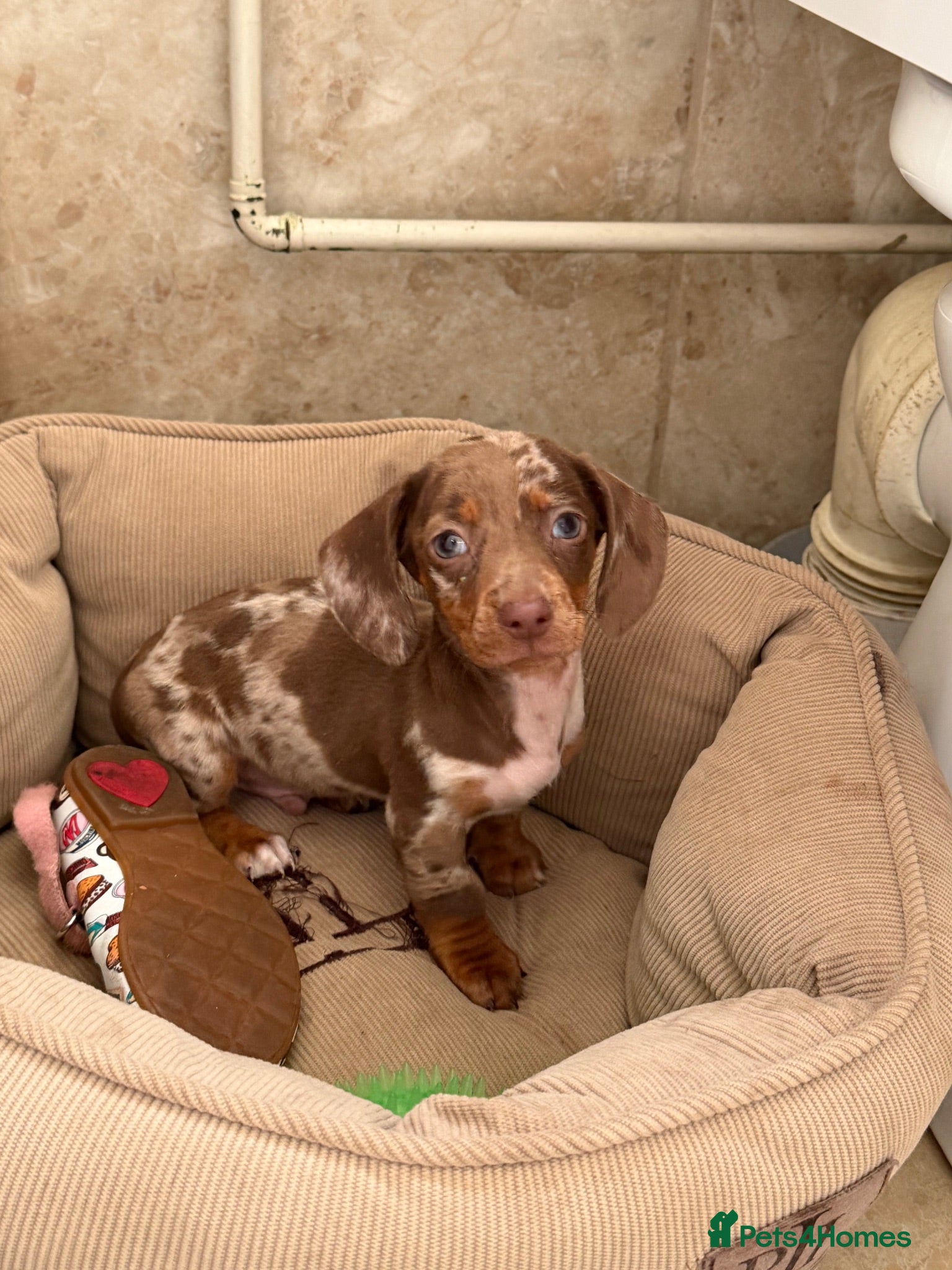 Miniature Dachshund dogs Miniature dachshund puppies  - Advert 17