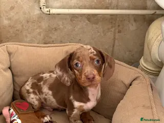 Miniature Dachshund dogs Miniature dachshund puppies - Advert 17