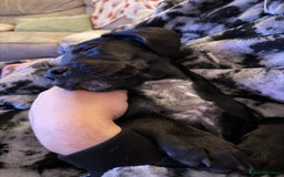 Mixed Breed dogs for sale: Spaniel cross - Image 2