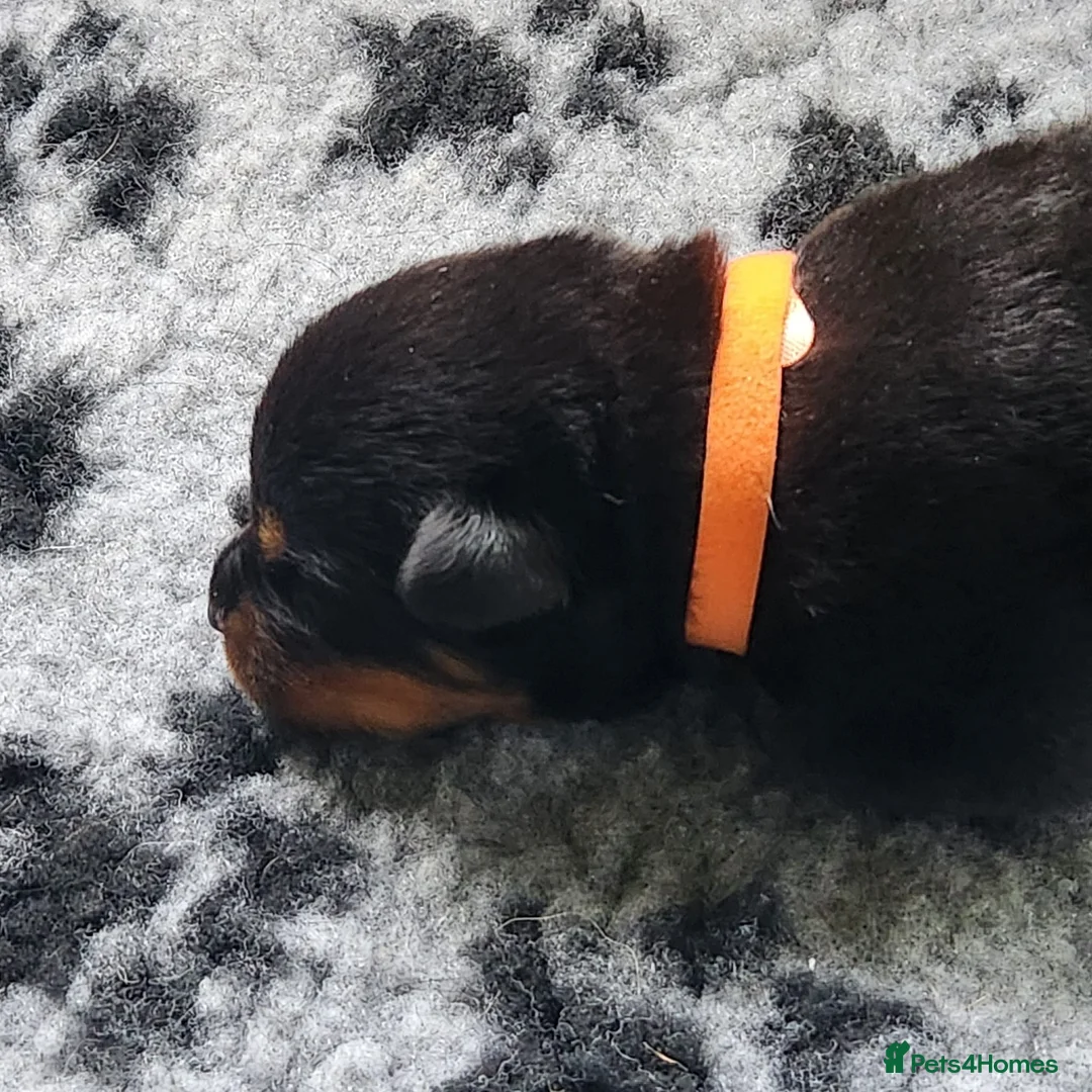 Rottweiler dogs for sale: Stunning KC reg puppies in Ashford - Advert 3