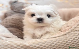 Maltese dogs for sale: ✨💫Tiny Exquisite Bambelina Maltese 💫✨ - Image 34