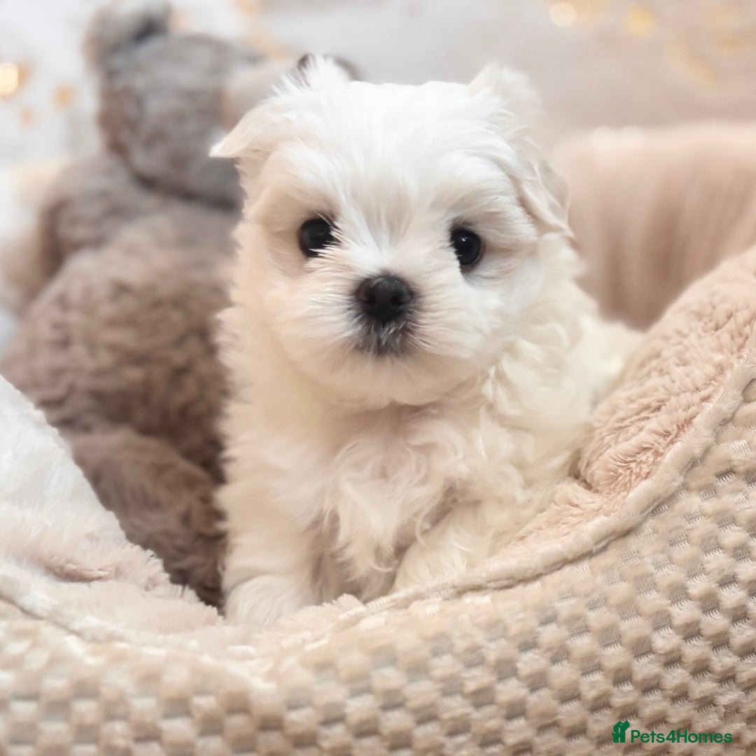 Maltese dogs for sale: ✨💫Tiny Exquisite Bambelina Maltese 💫✨ - Image 34