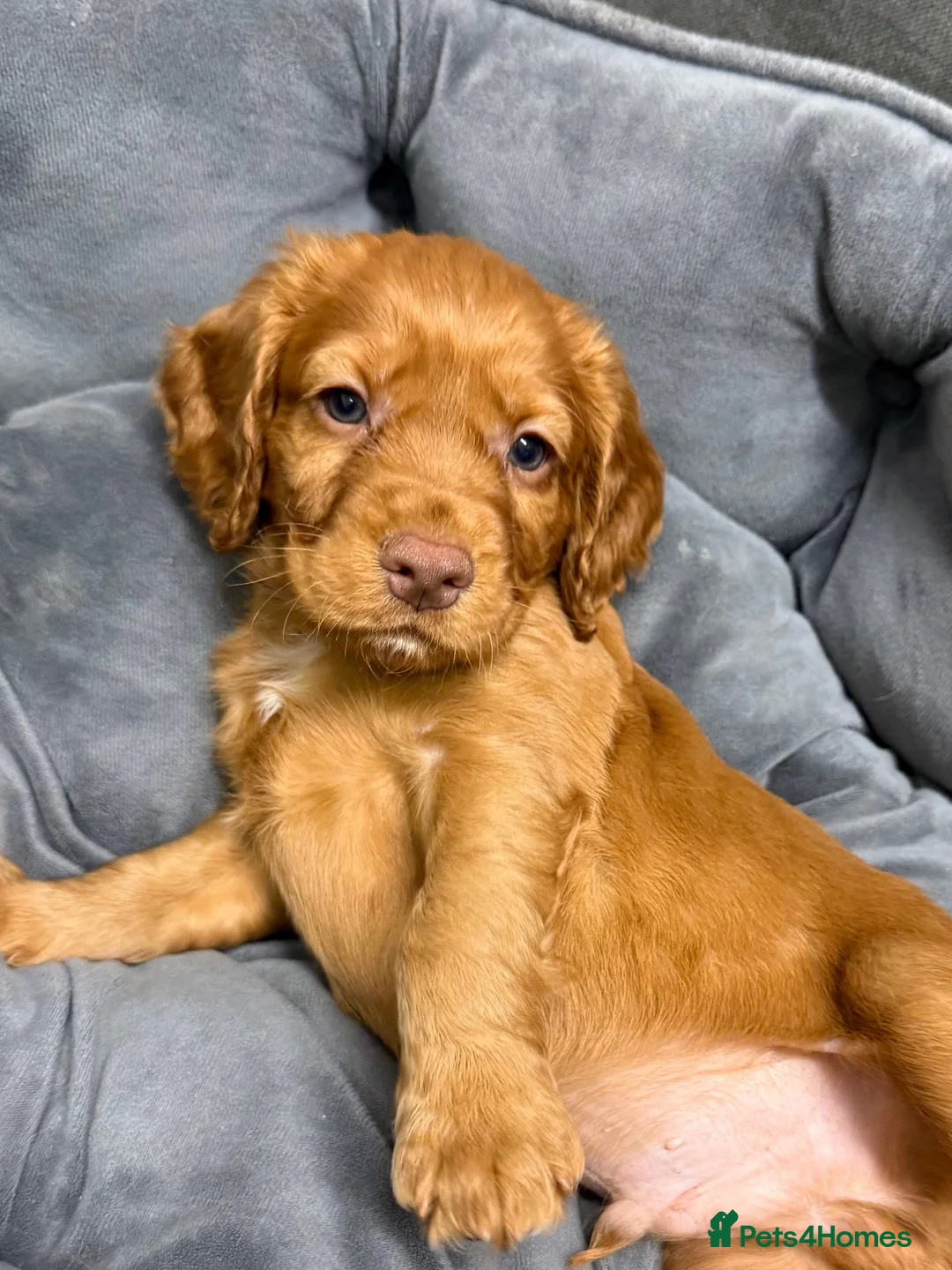 Cocker Spaniel dogs for sale: 💙 Boy Red KC Working Cocker Spaniel 💙 - Advert 1