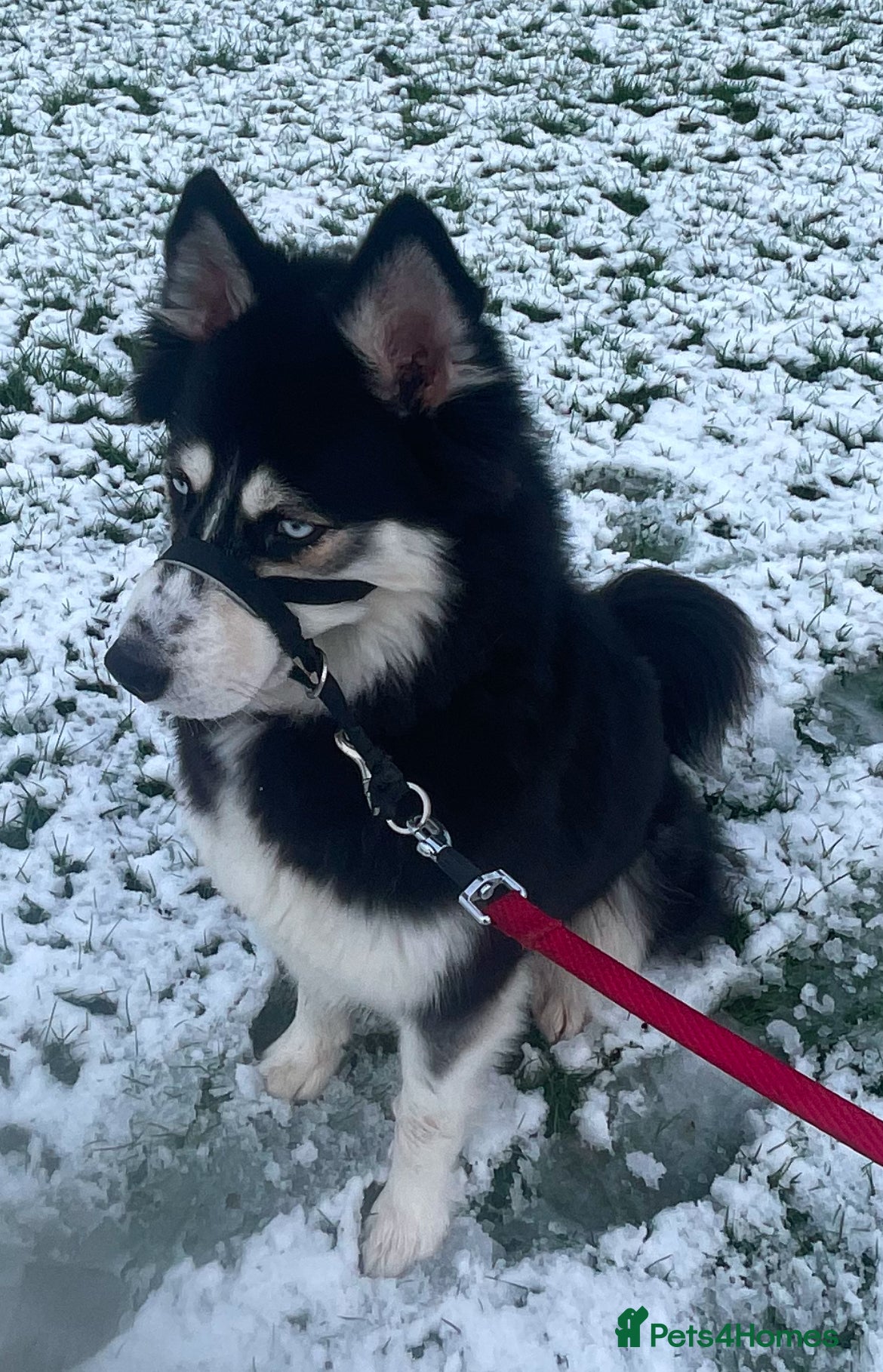 Siberian Husky dogs Luna the husky - Advert 1