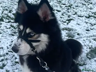 Siberian Husky dogs Luna the husky - Advert 1