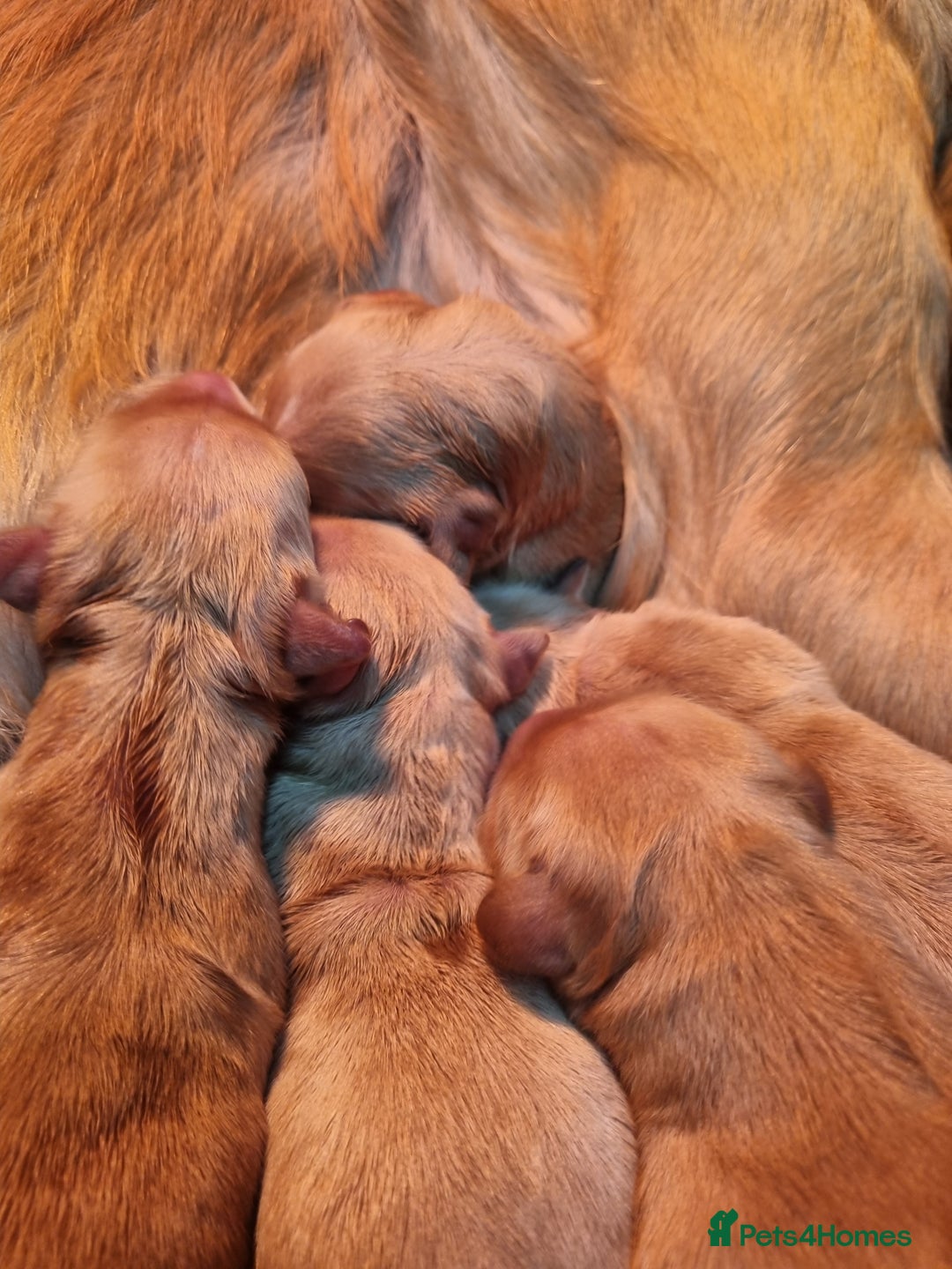 Golden Retriever dogs for sale: Stunning KC Registered Golden Retriever Puppies  - Advert 10