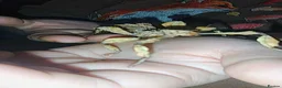 Stick Insects invertebrates for sale: Spiny Stick Insect Nymphs - Advert 11