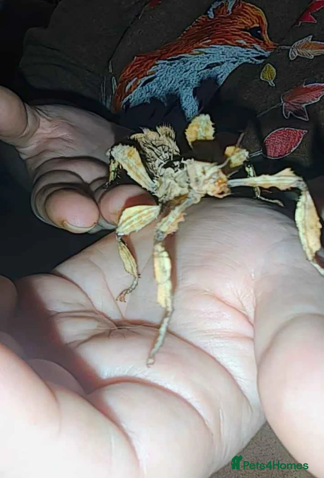 Stick Insects invertebrates for sale: Spiny Stick Insect Nymphs - Advert 11