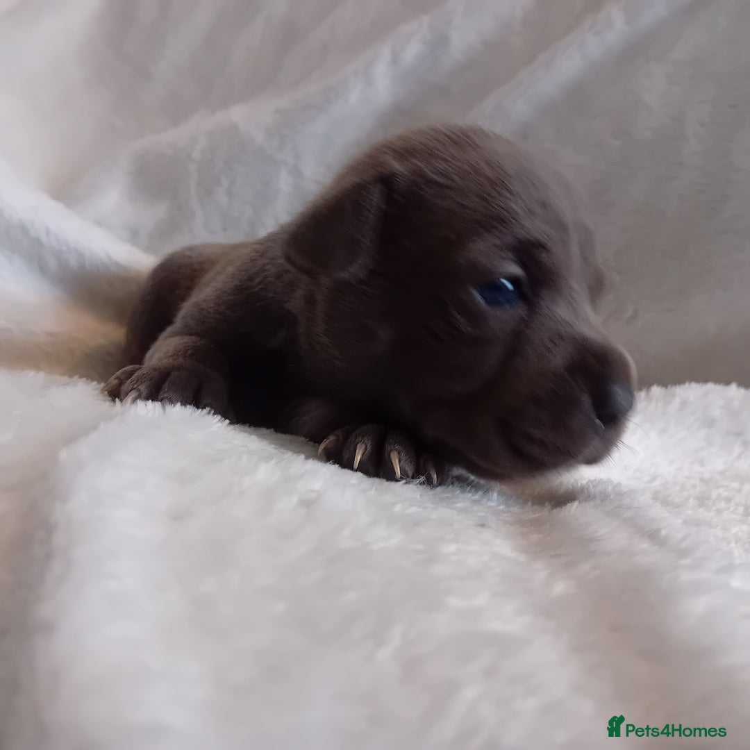 Staffordshire Bull Terrier dogs for sale: Staffordshire bull terrier pups  - Advert 23