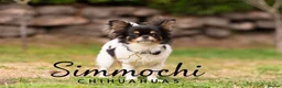 Chihuahua dogs for sale: Stunning adult girl  - Advert 1