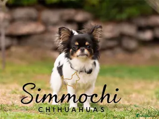 Chihuahua dogs Stunning adult girl - Advert 1