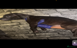 Presa Canario dogs for sale: Beautiful presa canario puppies!! - Advert 12