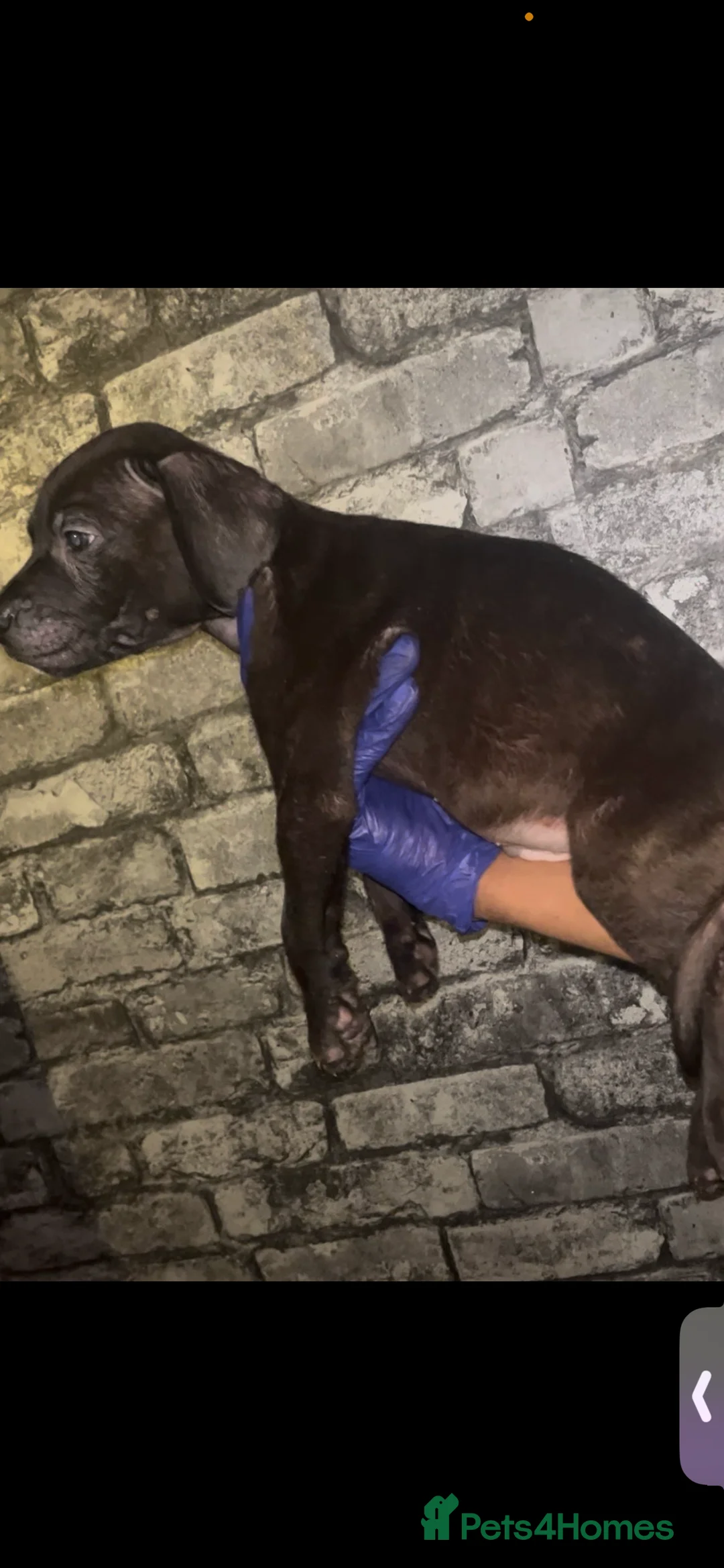 Presa Canario dogs for sale: Beautiful presa canario puppies!! - Advert 12