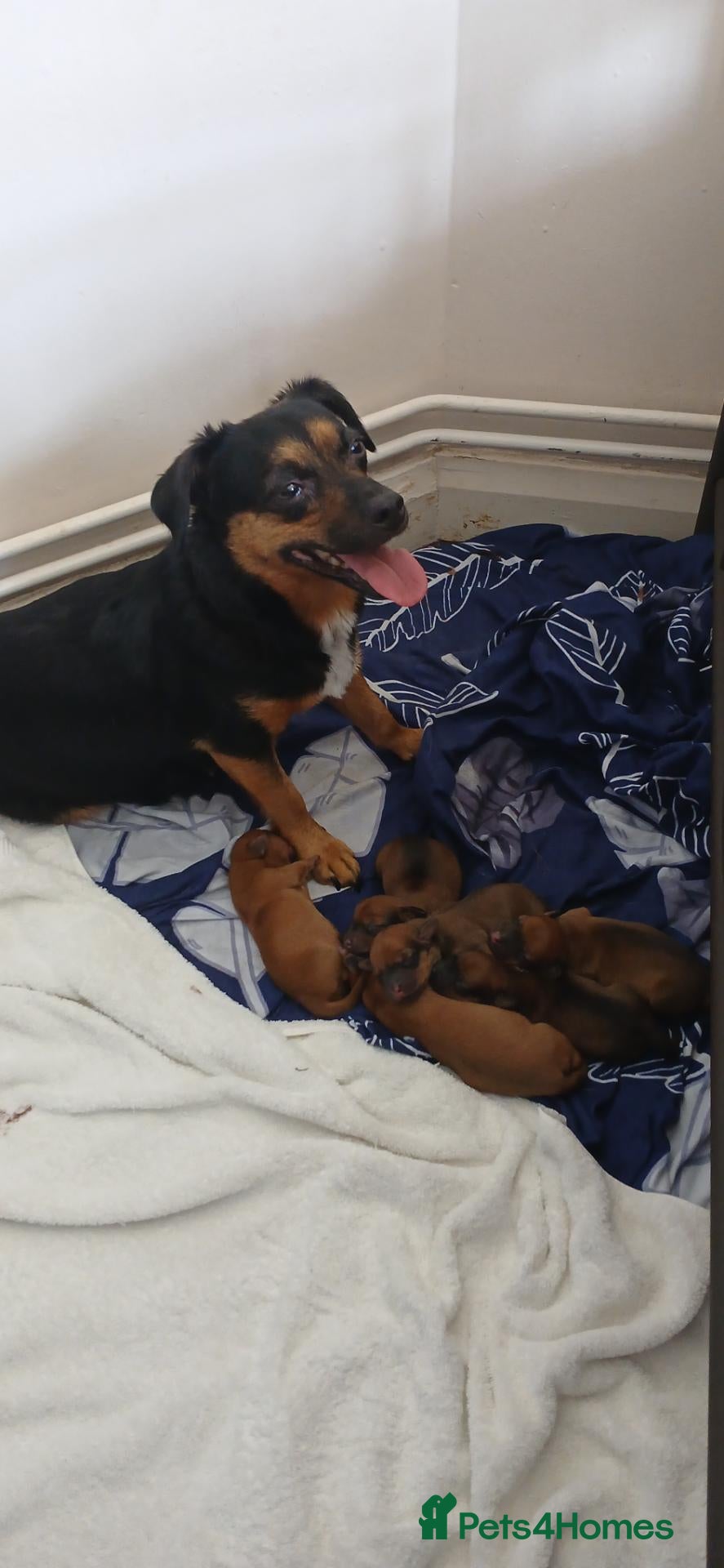 Jackshund dogs Male puppy - Advert 1