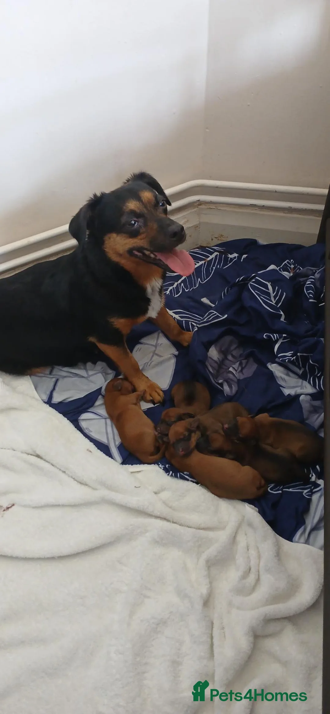 Jackshund dogs for sale: Male puppy - Advert 1