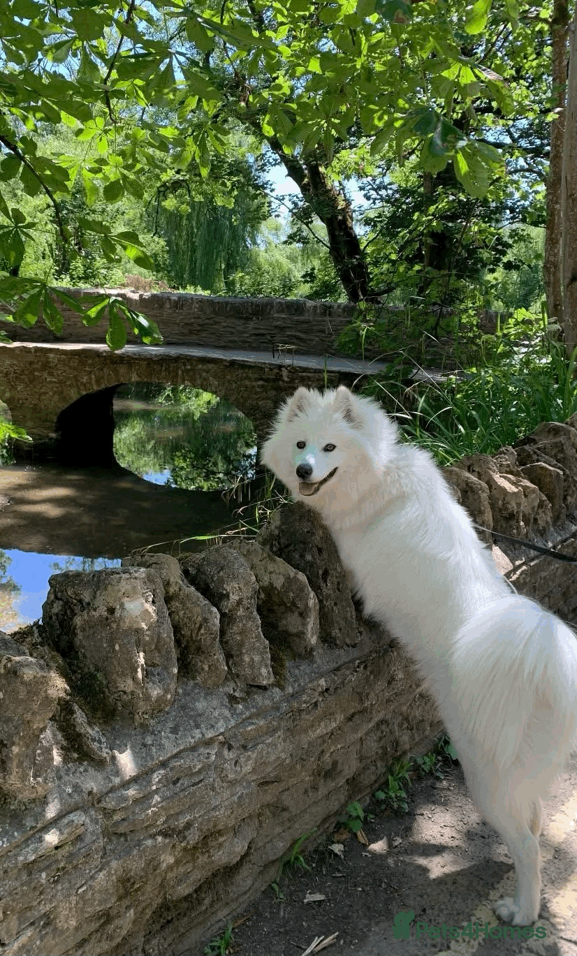 Samoyed dogs 1 Year old Samoyed Female Dog - Available now! - Advert 2