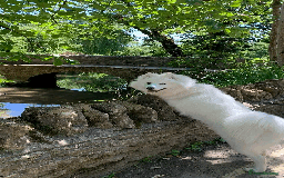 Samoyed dogs for sale: 1 Year old Samoyed Female Dog - Available now! - Image 1