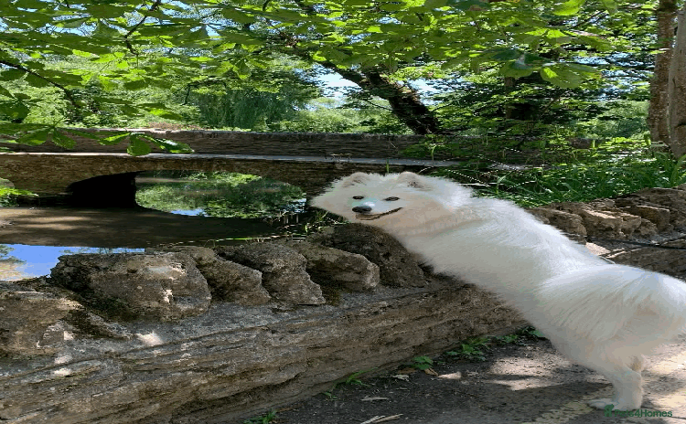 Samoyed dogs - Advert 1