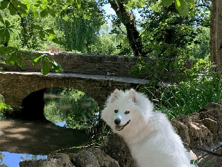 Samoyed dogs - Advert 1