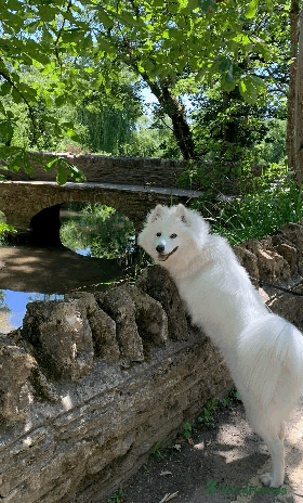 Samoyed dogs - Advert 1