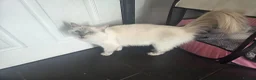 Ragdoll cats for sale: 4 Beautiful chunky ragdolls for sale - Advert 2