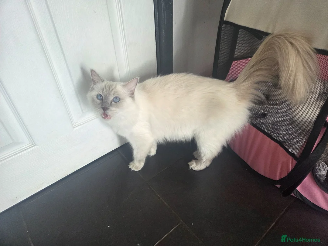 Ragdoll cats for sale: 4 Beautiful chunky ragdolls for sale - Advert 2