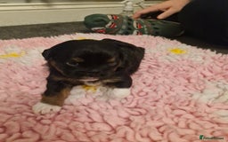 Mixed Breed dogs for sale: Stunning maltipoo x pug puppies  - Advert 7