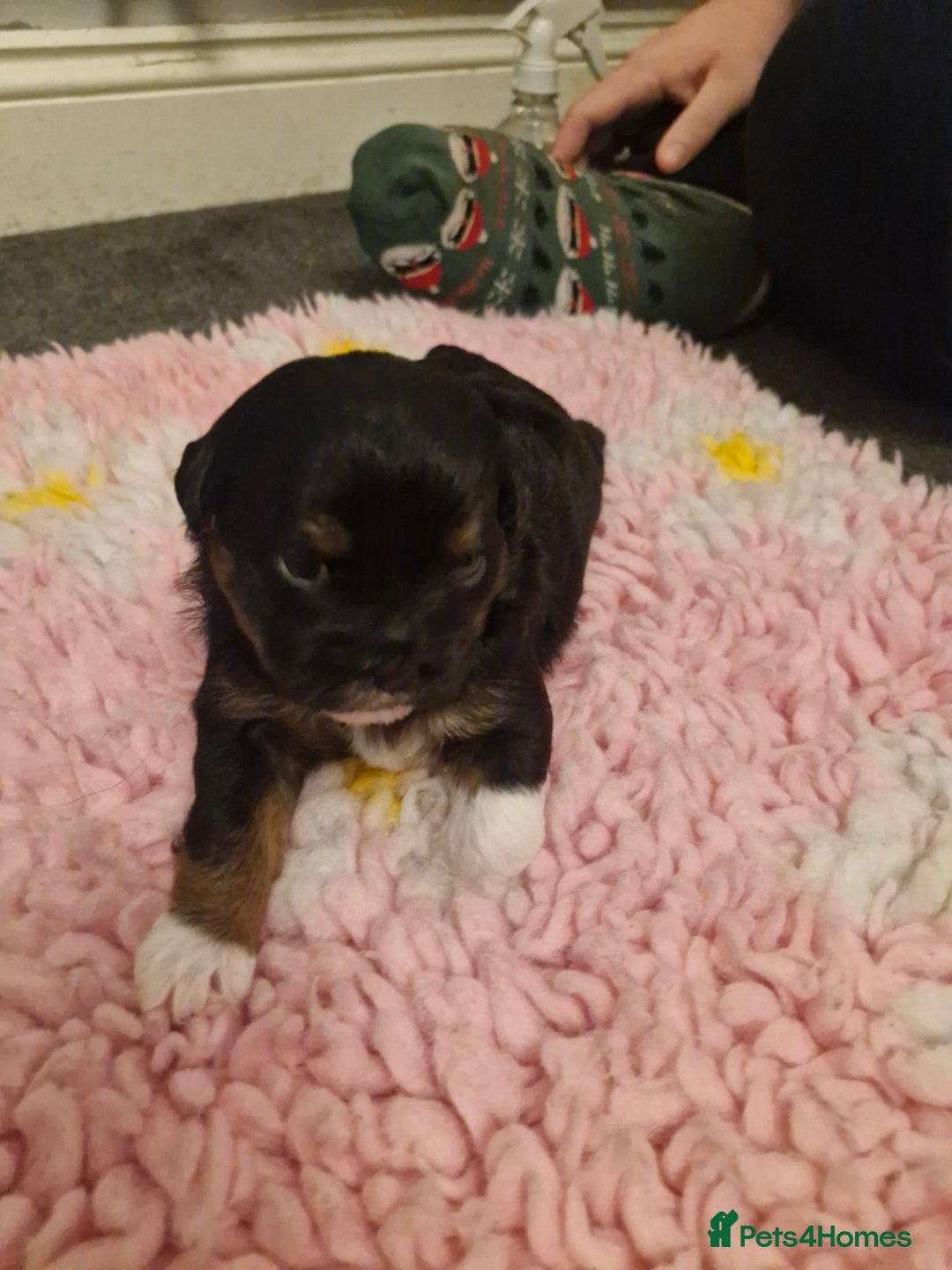 Mixed Breed dogs for sale: Stunning maltipoo x pug puppies  - Advert 7