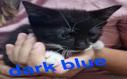Mixed Breed cats for sale: Kittens  - Image 11