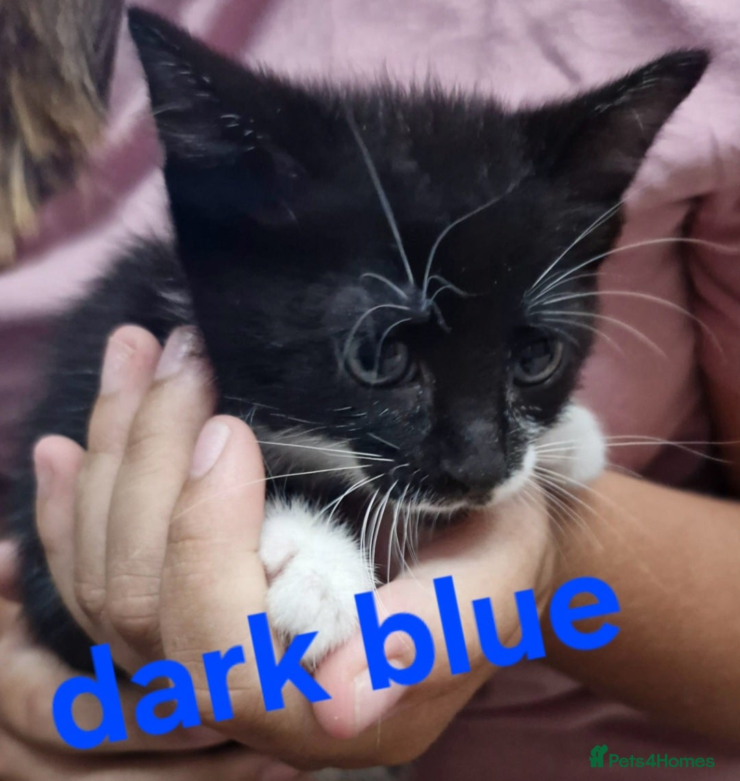 Mixed Breed cats for sale: Kittens  - Image 11