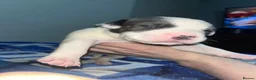 American Bull Staffy dogs for sale: 13 Stunning American bulldog staff mix puppies 😍 - Advert 6