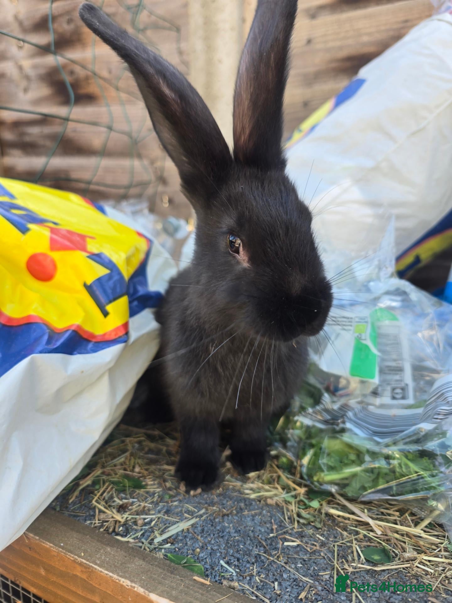 Continental Giant rabbits Continental Giant Rabbit Kits Bookings Now Open 🐰 - Advert 1