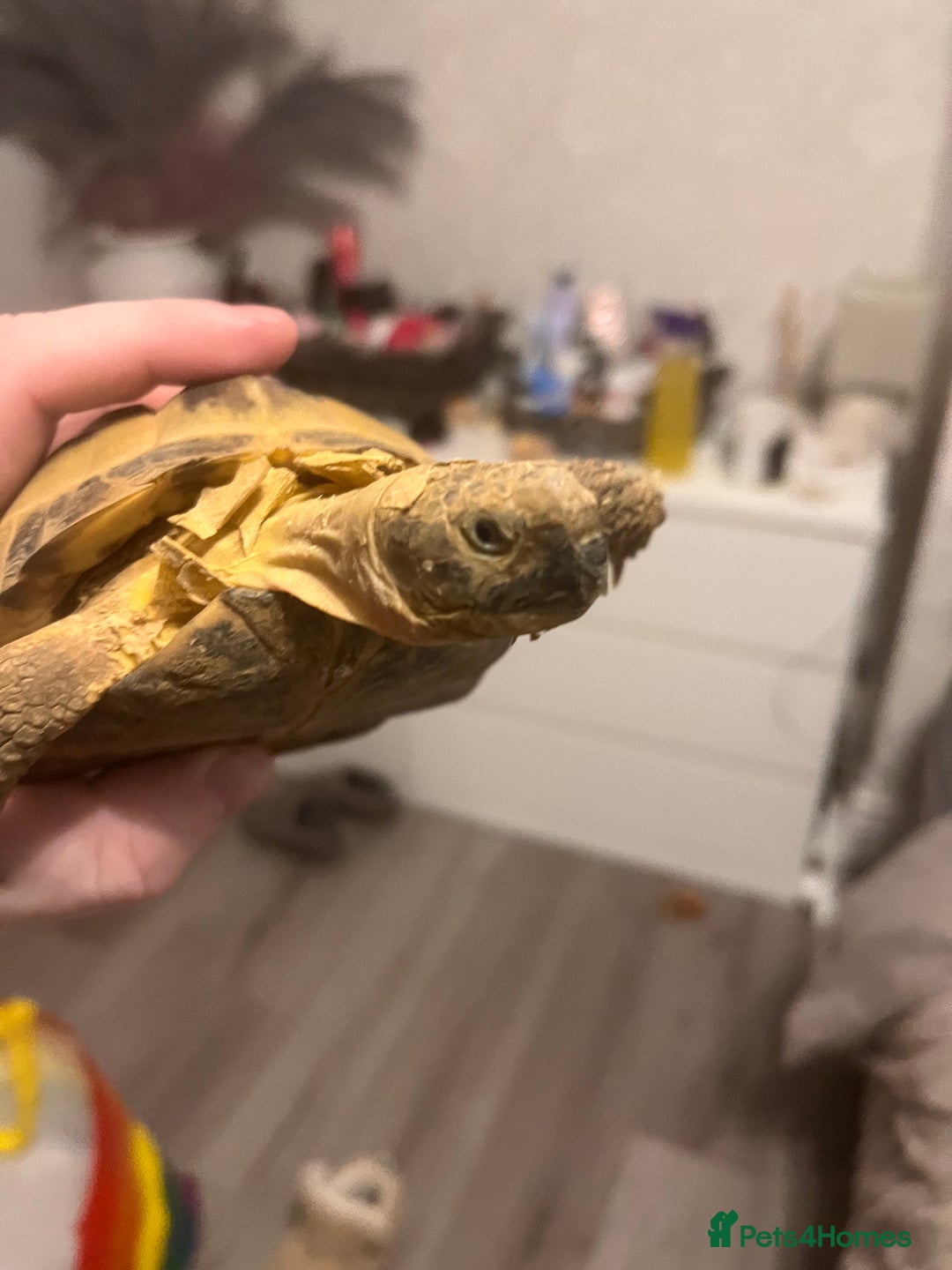 Tortoise reptiles for sale: Horsefield tortoise - Advert 3