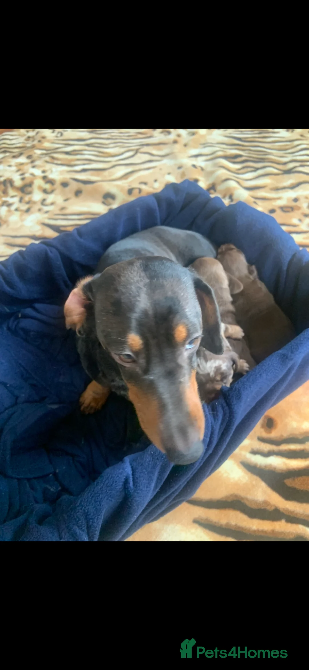 Miniature Dachshund dogs for sale: . Mini Dutch Hound Pups – Choc & Dapple - Advert 2