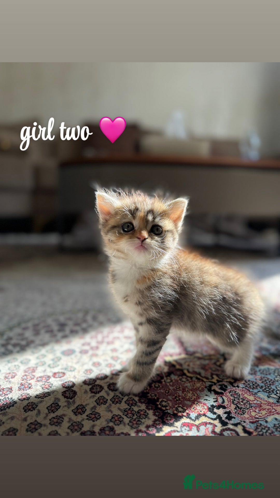 Persian cats for sale: mixed persian & bombay kittens  in Maidstone - Image 8