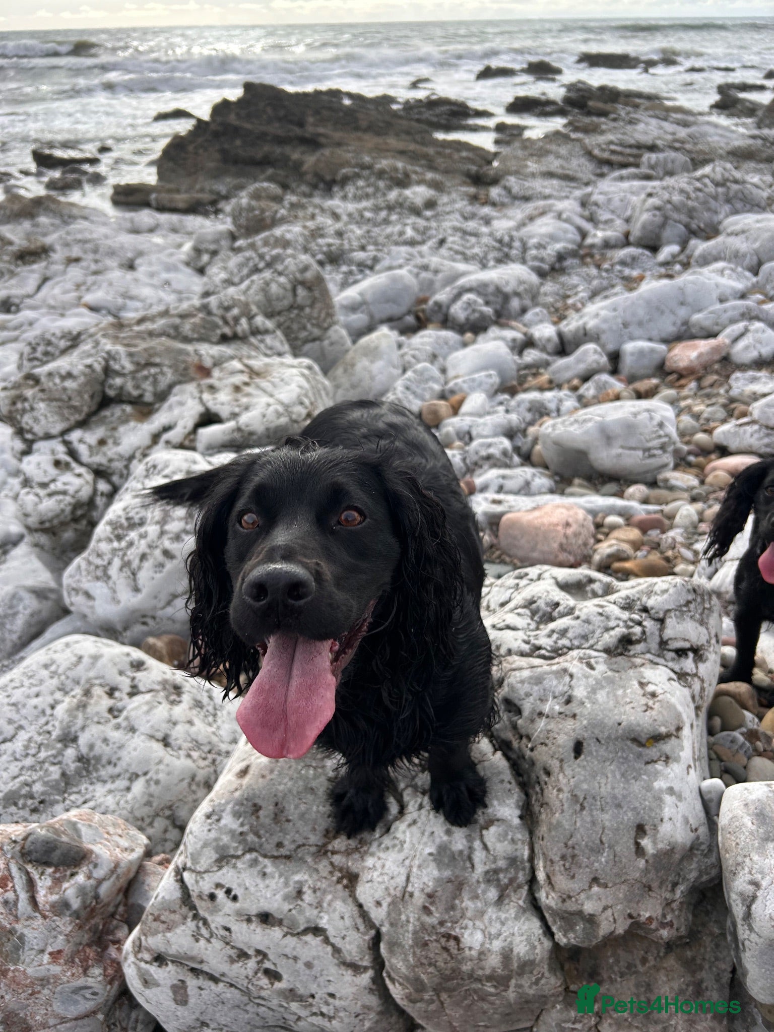 Cocker Spaniel dogs Ready to leave now - Advert 1