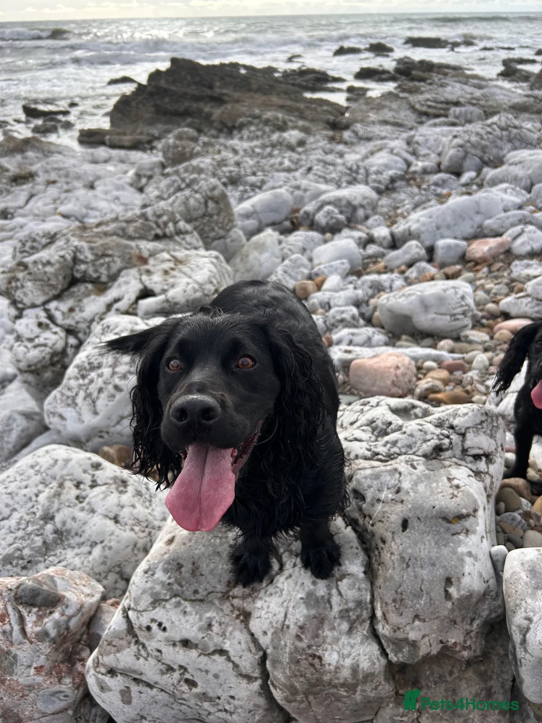 Cocker Spaniel dogs for sale: Ready to leave now - Advert 1