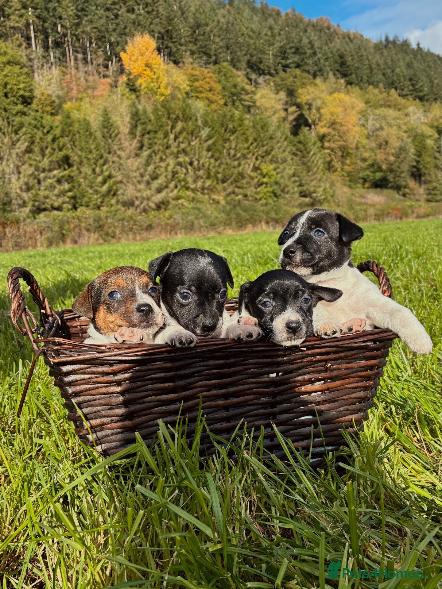 Jack Russell dogs MINI JACK RUSSELS GENUINE PURE LINE BRED - Advert 6