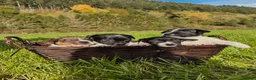 Jack Russell dogs for sale: MINI JACK RUSSELS GENUINE PURE LINE BRED - Advert 1